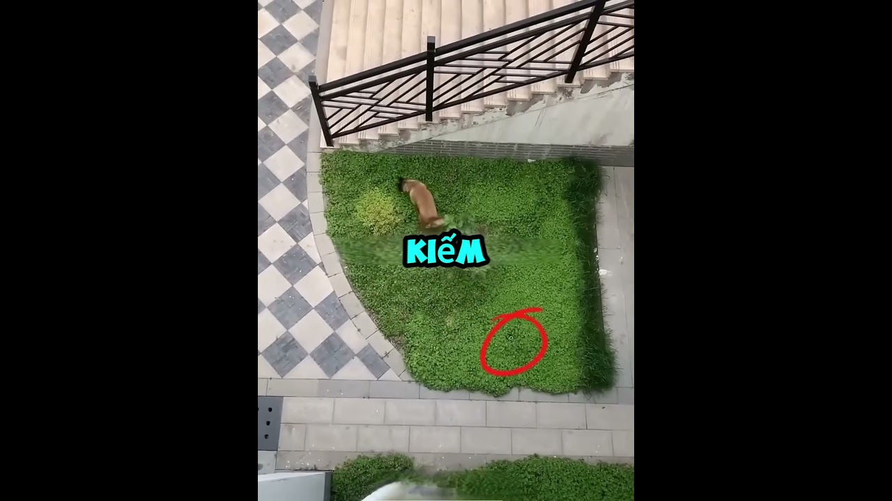 Kiểm tra chỉ số IQ của chú chó nhà tôi! 🔑🐶
