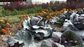 Milano, Orti fioriti all'ombra delle torri di Citylife