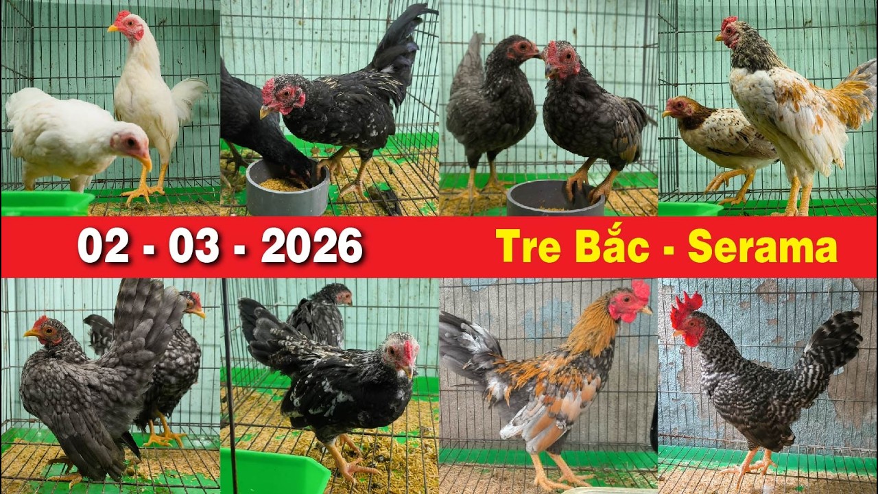 02.03.2026💚Tre Bắc Cộc - Tít💎Serama💎Tre Thái💎Gà Cảnh Mini Sắp Đẻ Trứng So