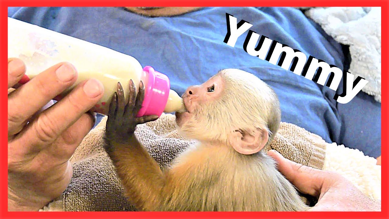 I'm a big girl | Baby Monkey | Cinnamon Capuchin