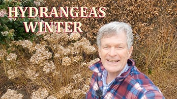 Mophead and Lacecap Hydrangeas in Winter - My English Garden - 2023