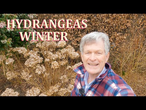 Video: Hydrangeas For Zone 3 Gardens: Ta hand om hortensior i kalla klimat