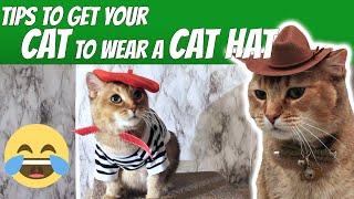 Tips to get your Cat to wear a Cat Hat How to dress up your Cat How to get your Cat to wear Hat