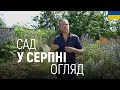 ЛАНДШАФТНИЙ ДИЗАЙН | САД У СЕРПНІ. ОГЛЯД