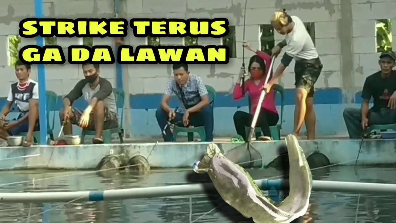 UMPAN GALATAMA LELE SUPER JITU || PELET PALA AYAM SOTEM || DUA INDUK