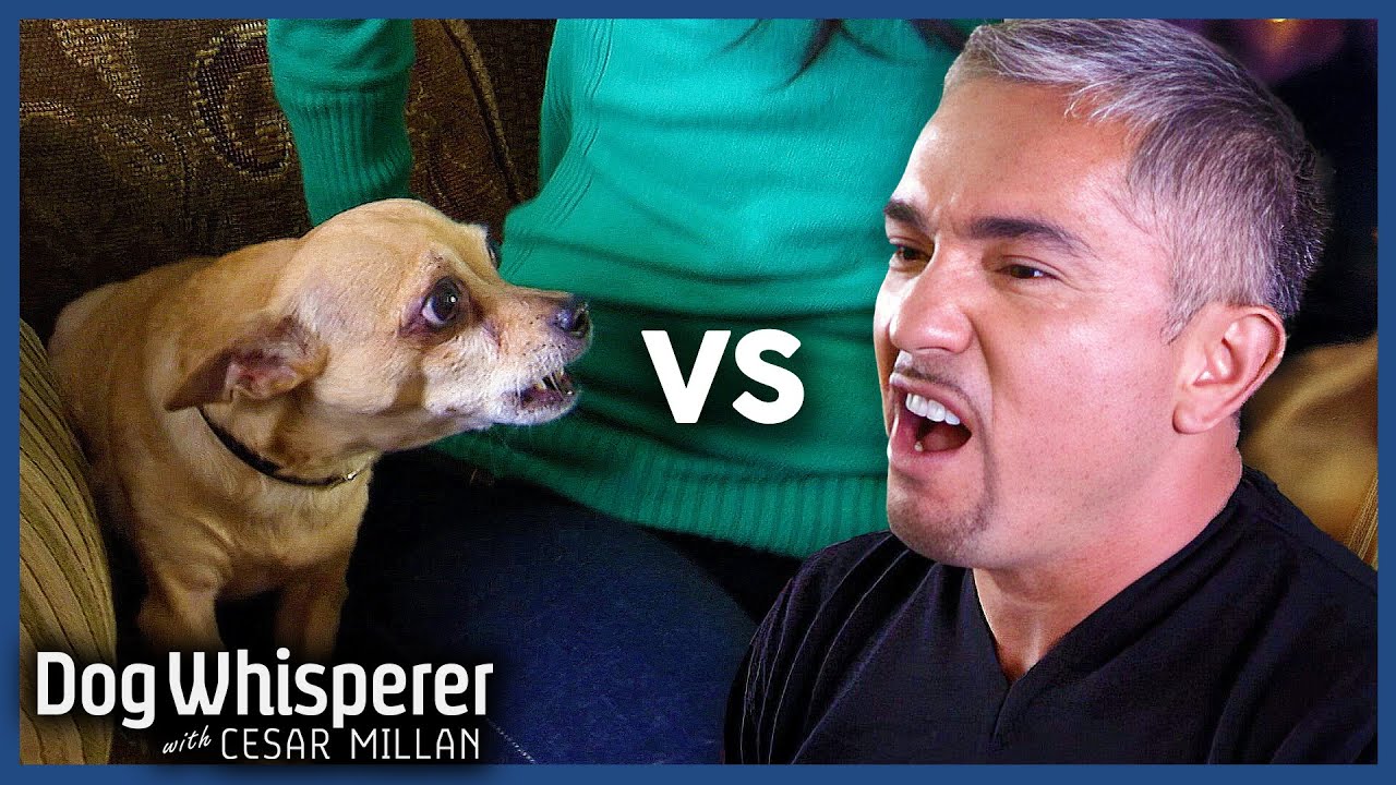 Cesar Millan VS Most Challenging Chihuahuas | S5 EP8 Full Episode | Dog Whisperer With Cesar Millan