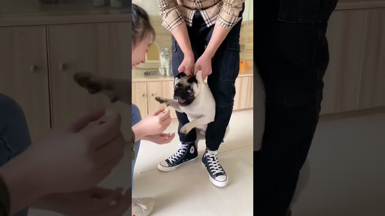 When Your Dog Thinks The Pill Is Poison Foryou Funny Animals