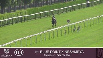 2025 Breeze Up - Lot 114 c. BLUE POINT x NESHMEYA