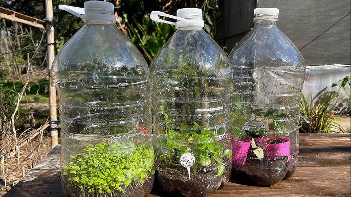 Reutiliza envases de plástico para hacer mini-invernaderos