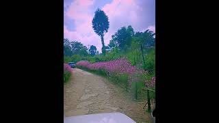 “Sometimes small  memories cover large part of our hearts".  #Short#Cosmos.
