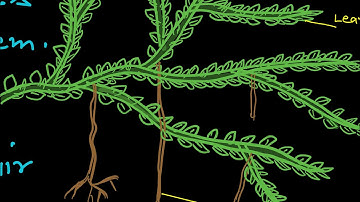 Selaginella(Morphological Nature of Rhizophore)-7