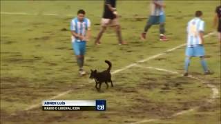 funny football moments with Dogs and players in match