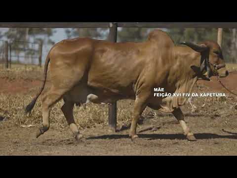 LOTE 22 BRIGIDA FIV JC SEBA SEBA 208