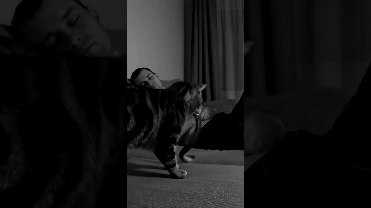 🐈Cat brings 🐍 snake onto the sofa where owner is asleep