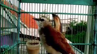 Suara burung TRUCUK GACOR Ropel panjang Ampuh buat pancingan Trucuk bahan agar bunyi