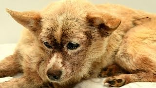 Dog infested with 100,000 fleas makes remarkable recovery