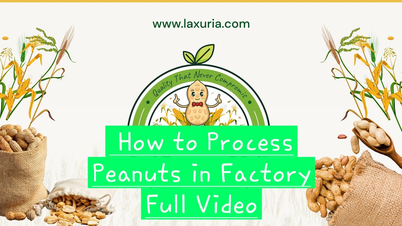 Peanut Processing | Ground Nut To Peanut Processing | Peanuts Harvesting & Processing | Export Order