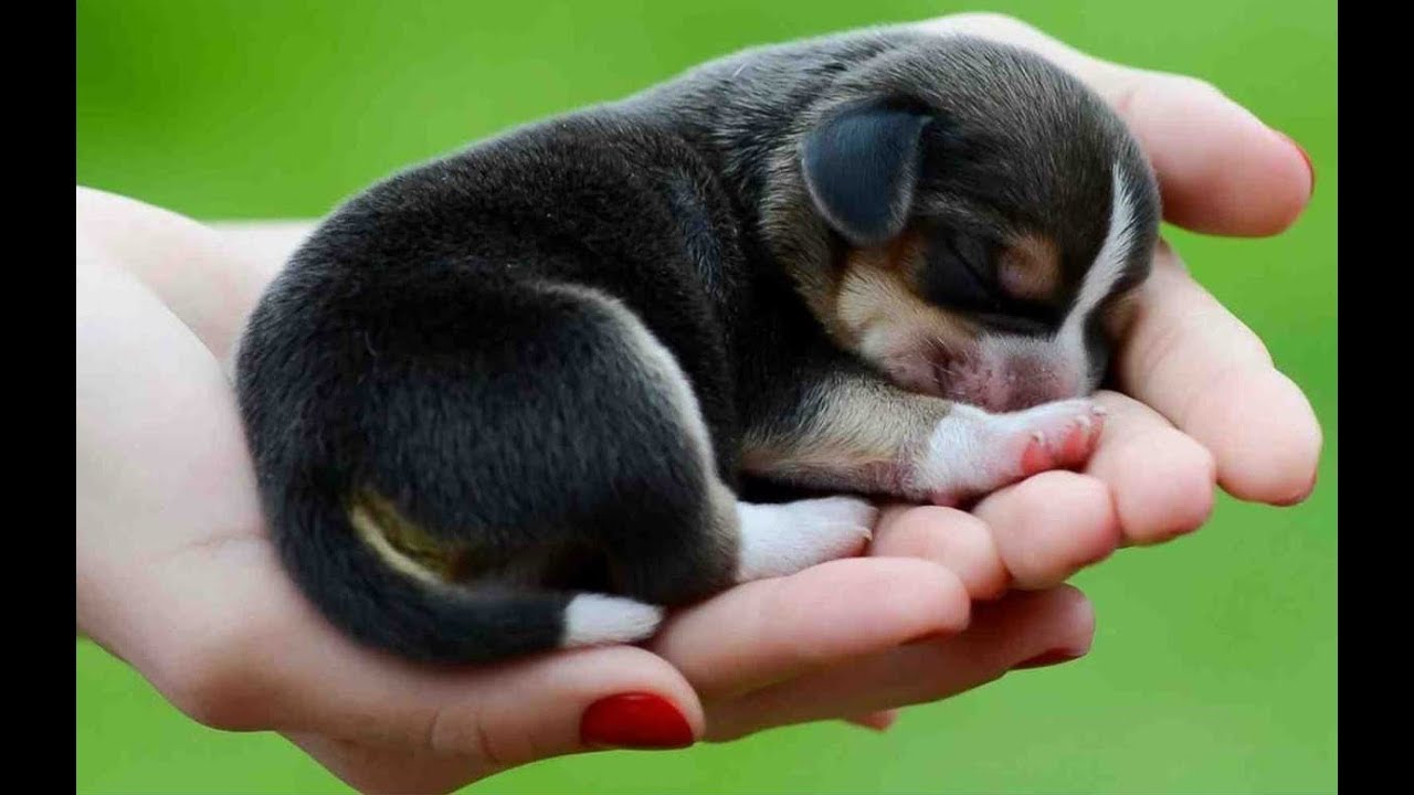 worlds cutest puppys