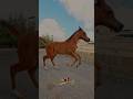 ماشاءالله المهر الصاعد خيل Equestrianjourney Horseracing Horse Horsesports الخيل India 