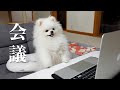 飼い主の代わりにリモート会議に参加してくれたポメラニアン