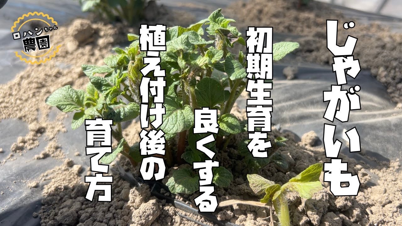【じゃがいも】芽かき作業 【農家の家庭菜園】【ジャガイモ】