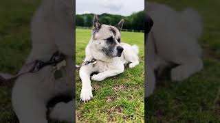 American Akita Dog refuses to walk! #akita #americanakita #puppy