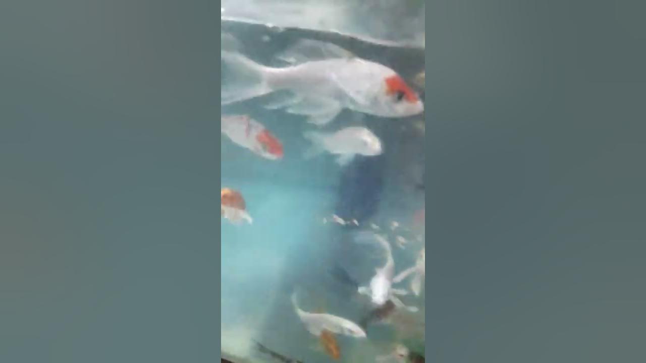 KP AQUATIC,CO. address 85 simoun st. sto domingo quezon city YouTube