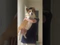 #배웅 하는 #웰시코기 #강아지 #corgi #corgilife #pets #코기 #cute #puppy #강아지일상 #강아지쇼츠 #출근길쇼츠 #corgifamily #반려견
