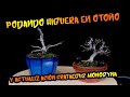 Poda bonsai higuera en otoo y actualizacin crataegus monogyna