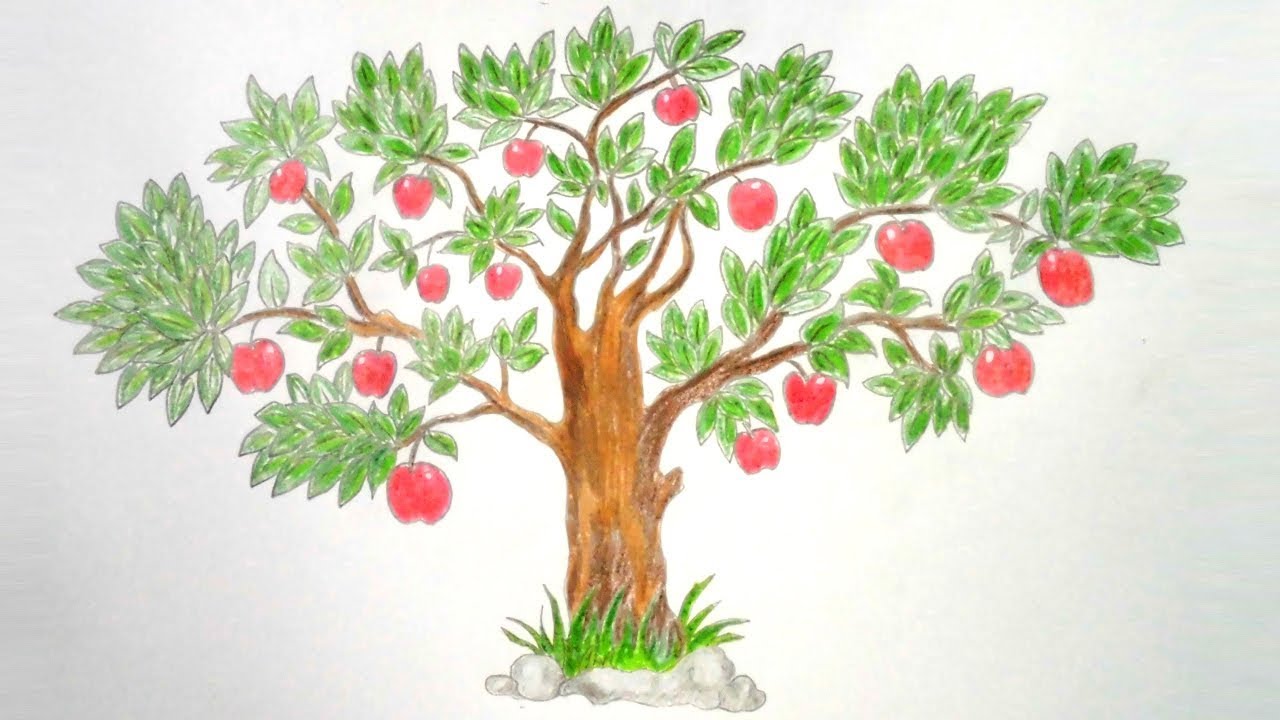 Apple Tree Images Stock Pictures Royalty Free Apple Tree Photos And Stock  Photography  Tree drawing Apple tree drawing Drawing apple