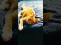 This is silo, we love silo #catvideos #cutecat #snooze #chilling #shakeittothemax