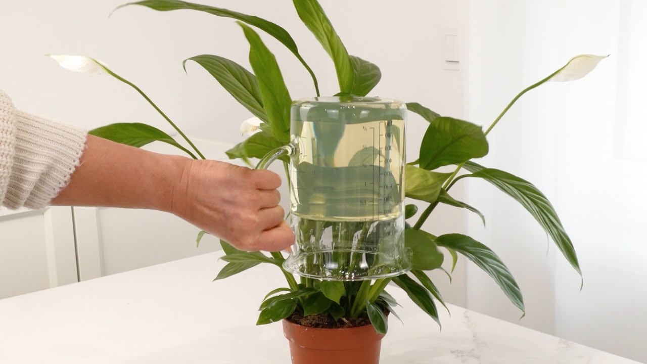 coral jasmine plant Coral Jasmine / Parijatham
