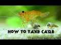 How to take care of Red Cherry Shrimp | Basic Informations