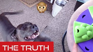 THE TRUTH About Pitbulls! Just how smart are Pitbulls? DOG IQ TEST