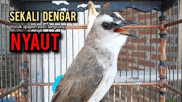 trucukan gacor TARUNG ROPEL PANJANG pancingan trucukan agar bunyi jadikan burung trucuk gacor EMOSI