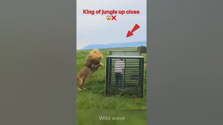 Lion Cage Encounter Gone WRONG! 😨 #Shorts #wildlife thumbnail