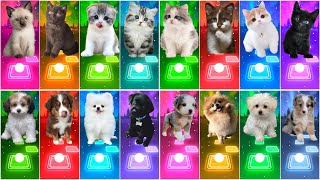 ALL CUTE CATS VS DOGS - IMAGINE DRAGONS - WAKA WAKA - SAVAGE LOVE - SHAPE OF YOU TILES HOP EDM RUSH screenshot 5
