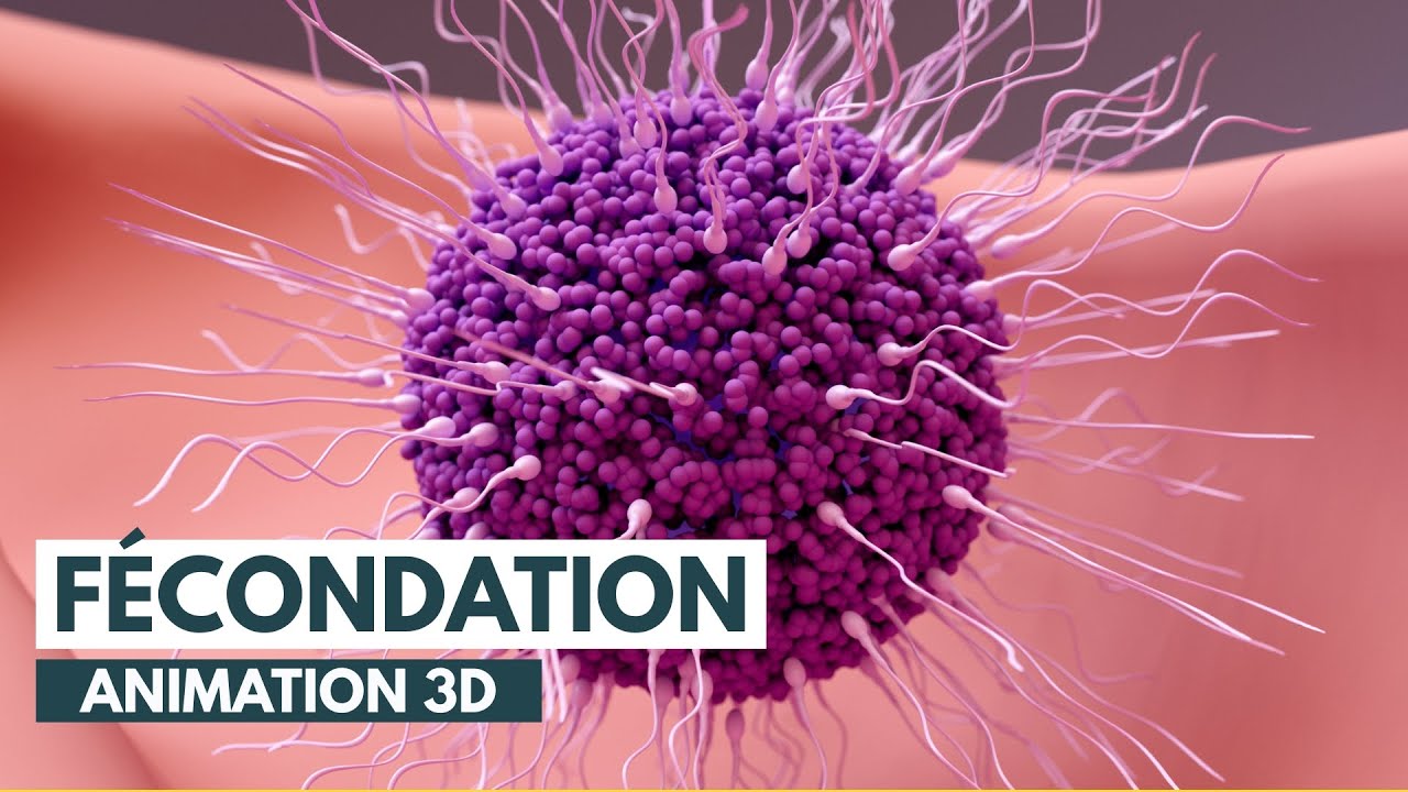 La Fécondation: Comment on Tombe Enceinte? | Animation 3D