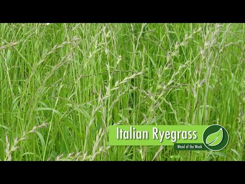 Weed Of The Week 1012 Italian Ryegrass Air Date 8 27 17 Youtube,How To Defrost A Turkey Breast Quickly