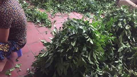 Bán Lá móc mật( lá mắc mật ) tươi giá sỉ đt 0852824888