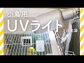 小鳥用UVライトとインコの日光浴 　| リマスターシロちゃんも日光浴