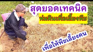 วิธีการห่มดิน เพื่อเลี้ยงพืช เป็นการบำรุงดินก่อนปลูก