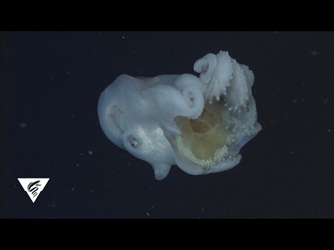 深海章魚吞噬水母 還把有毒觸手留下來當武器