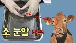 수상한생선 Life Science - Youtube