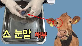 눈알 속은 어떻게 생겼을까? 소눈 해부 실험 눈알 속은 어떻게 생겼을까? 소눈 해부 실험