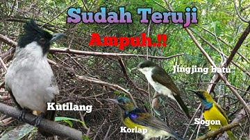 Suara Pikat Kutilang Ribut Vs Burcil Sogon Korlap Jingjing Batu