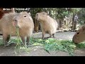 カピバラたちのゴールデンウィーク　大宮公園小動物園