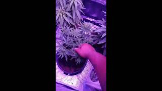 Quick seedling and veg update