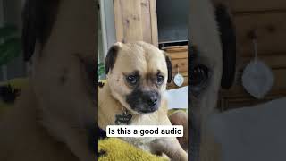 I found this audio. #dogmemes #dog #pets #animals #funny