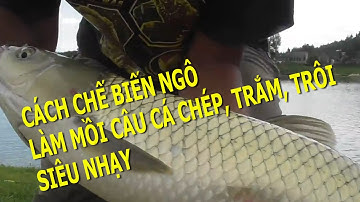 Ngô (bắp) mồi thần thánh câu cá chép,trắm,trôi l CẦN THỦ ĐẤT CẢNG